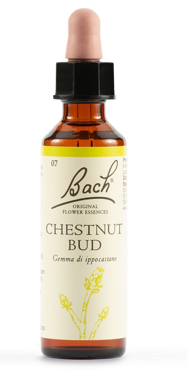 CHESTNUT BUD BACH ORIG 20 ML - Farmacia Bartoli